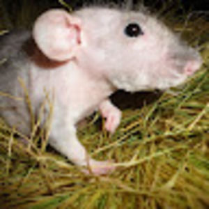 Meet your Posher, Rachael